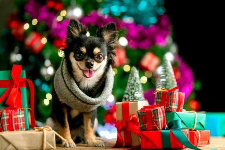 chihuahua pod choinką świąteczne prezenty dla psa