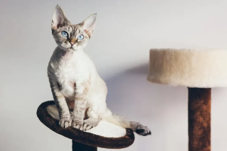 Devon rex na drapaku