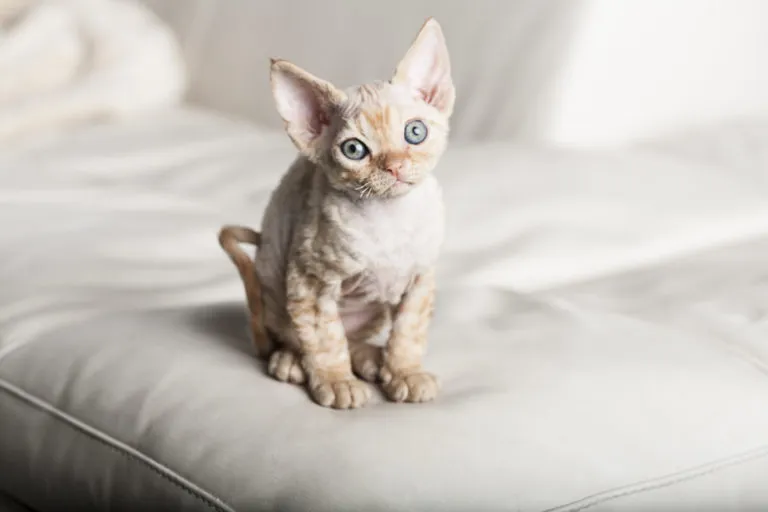 Kociak rasy devon rex