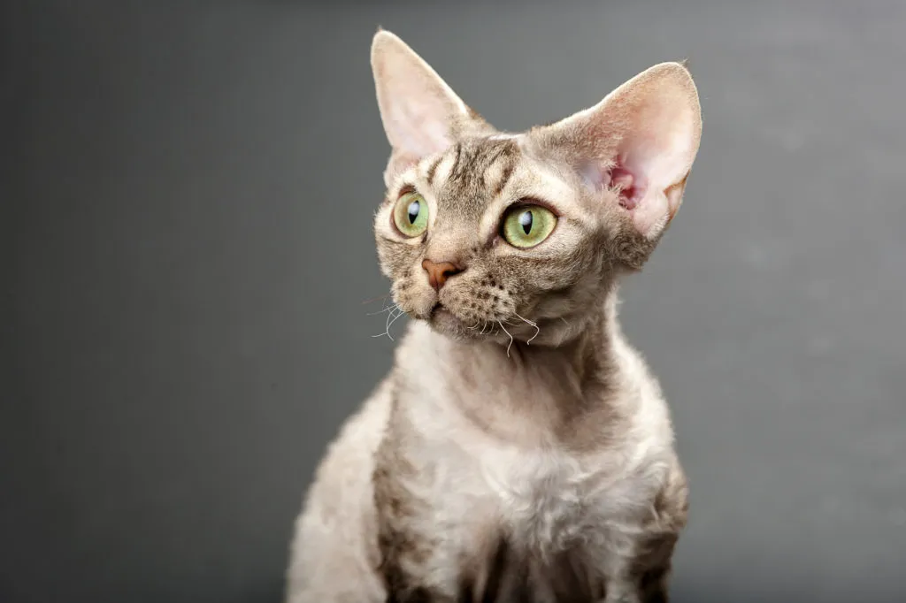 biały devon rex biały devon rex