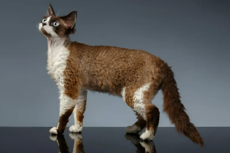 devon rex devon rex rasa kota
