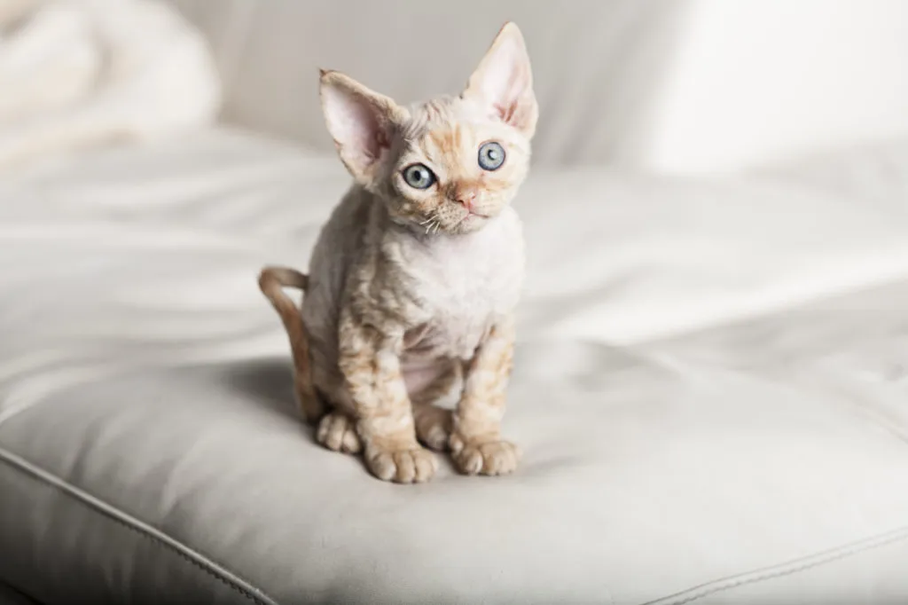 devon rex kocię kocię rasy devon rex