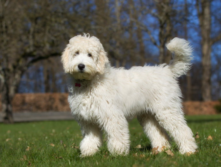 Labradoodle hybrydowa rasa psa