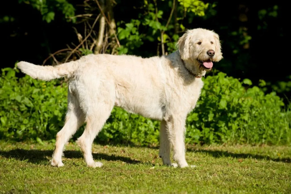 labradoodle labrador labradoodle na tle zieleni