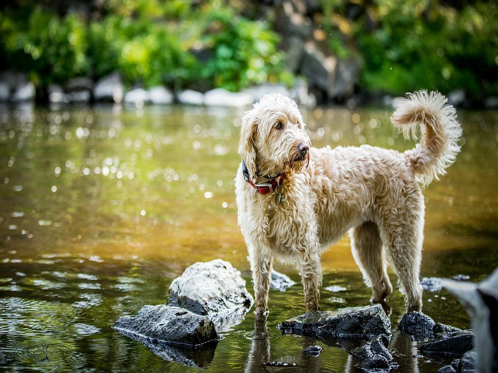 Labradoodle w rzece Labradoodle w wodzie