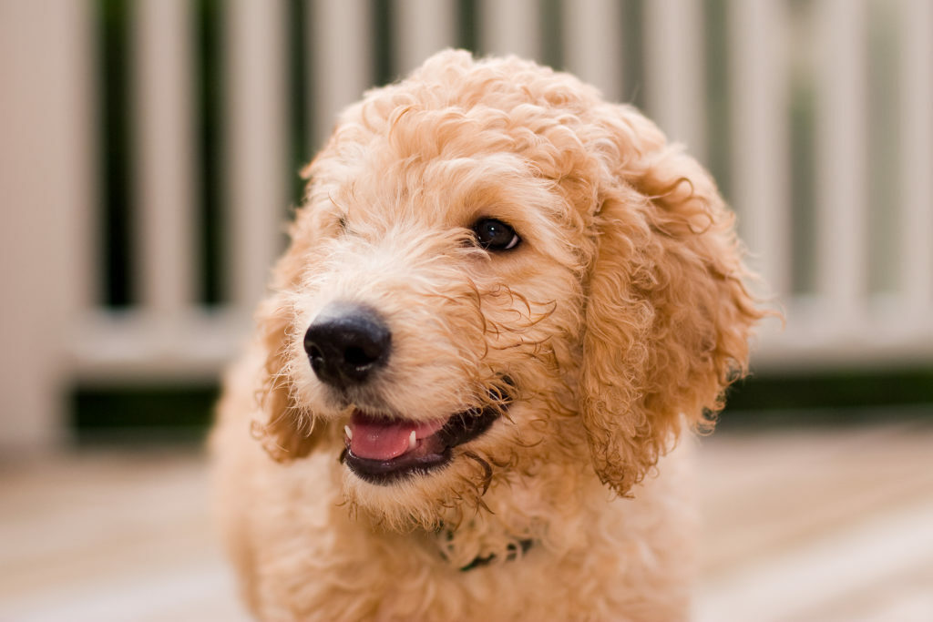 labradoodle szczenię szczenię labradoodle