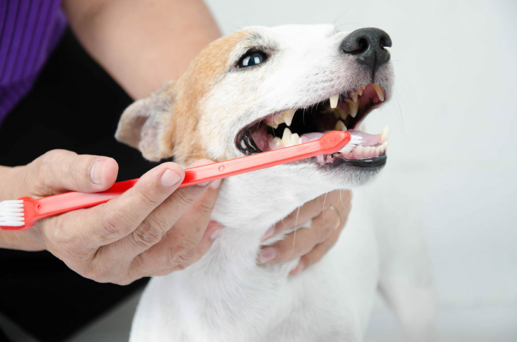 szczotkowanie zębów psa