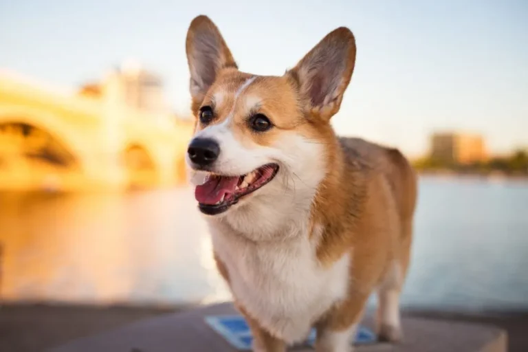 Welsh corgi pembroke portret