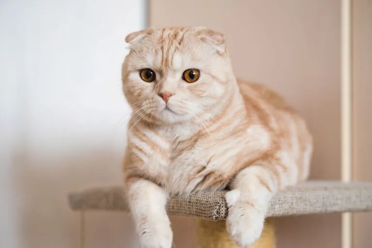 rudy kot rasy scottish fold kot szkocki zwisłouchy