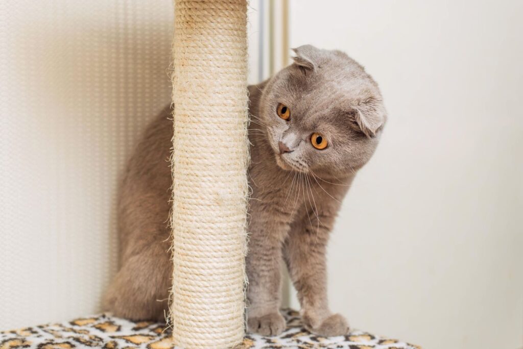 scottish fold na drapaku kot szkocki zwisłouchy na drapaku