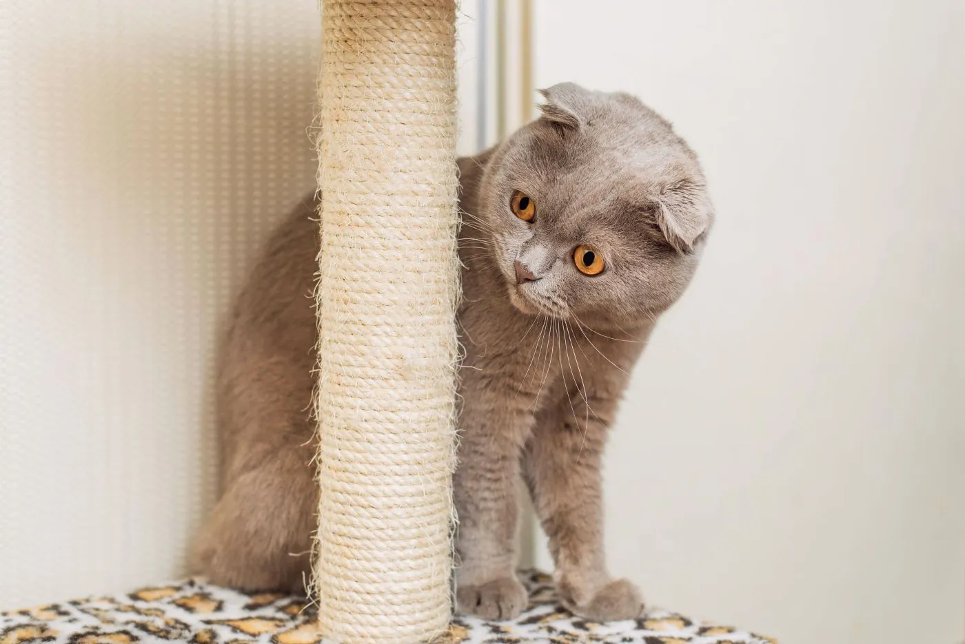 scottish fold na drapaku kot szkocki zwisłouchy na drapaku