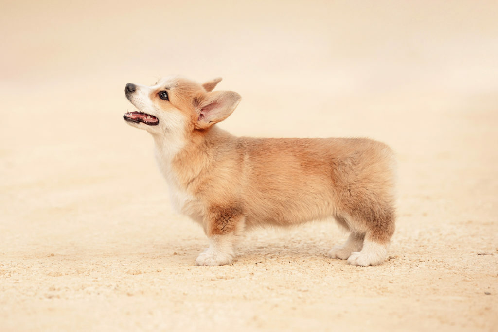 welsh-corgi-pembroke-szczenie