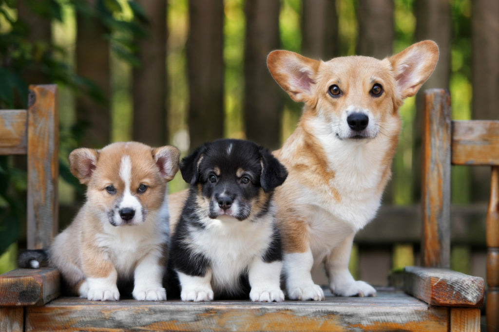 welsh-corgi-pembroke-szczenieta