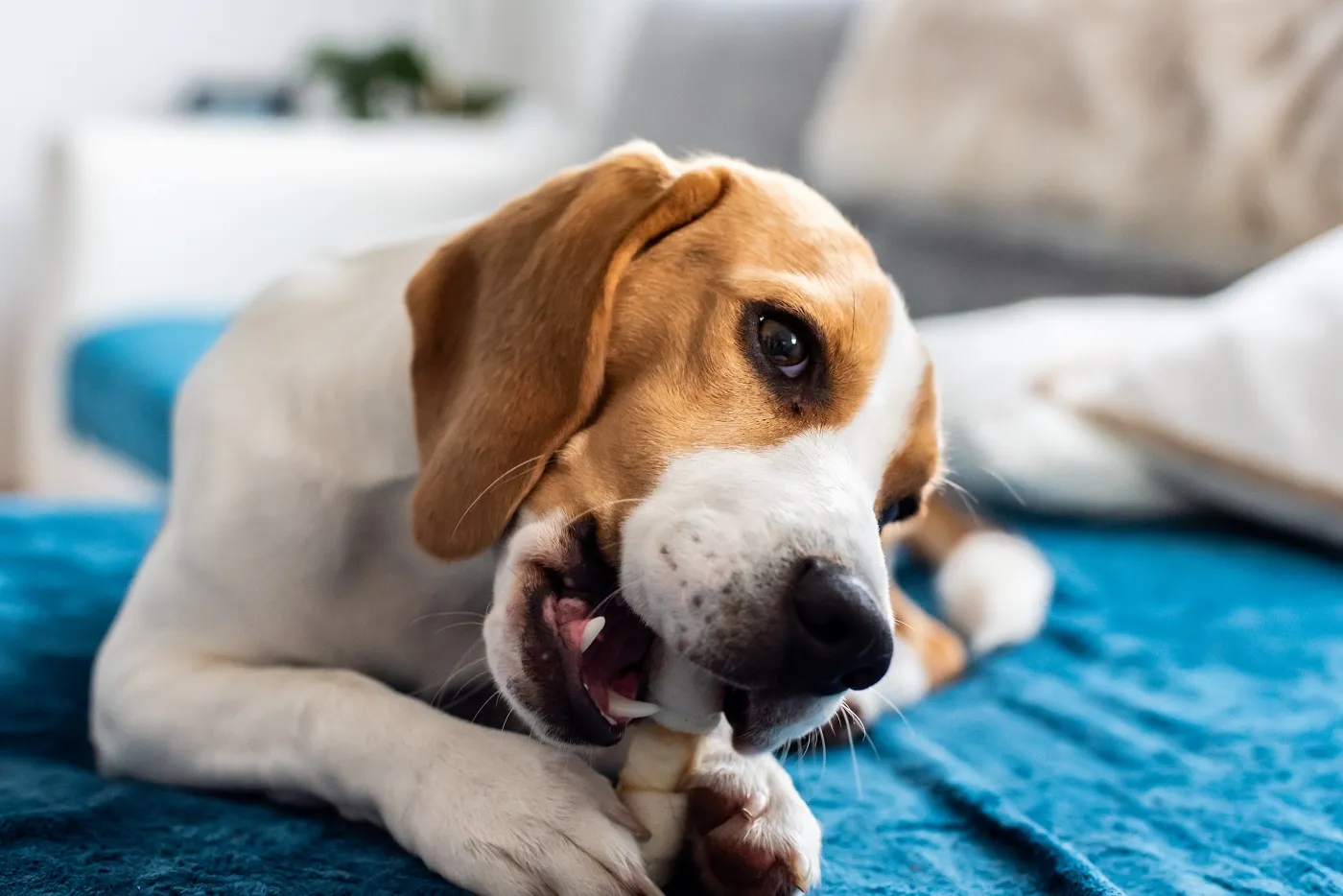 Beagle gryzący przysmak Gryzaki dla psa