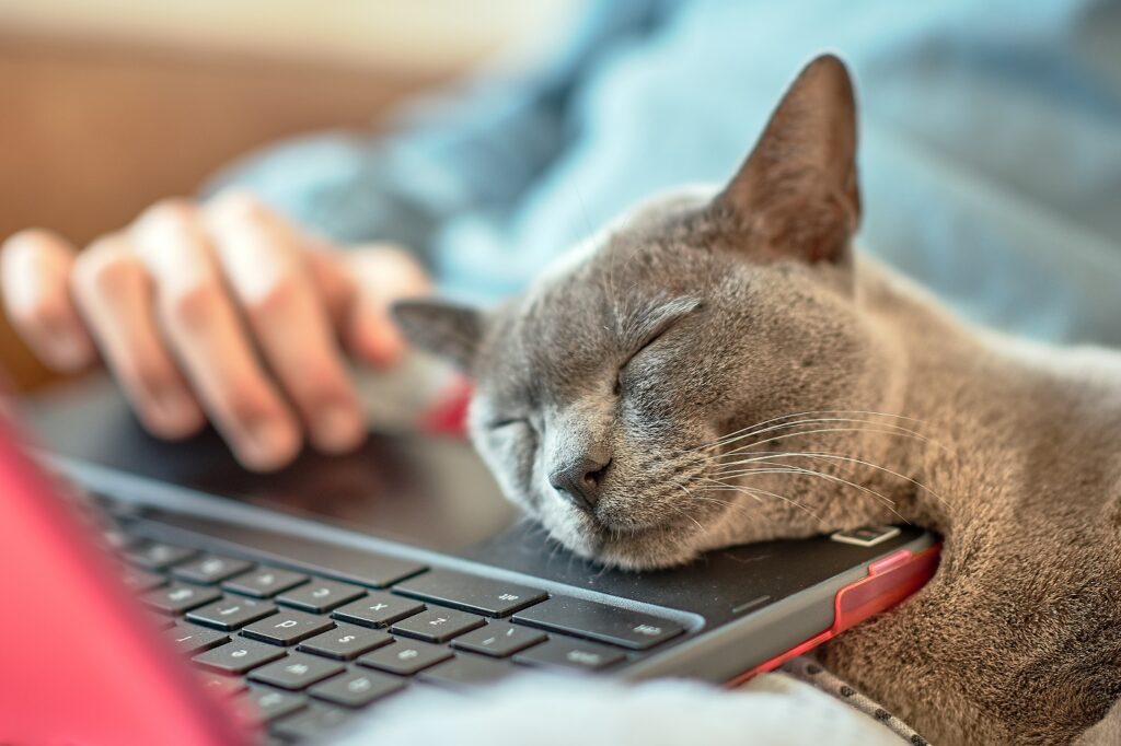 Opiekun pracujący z kotem przy laptopie