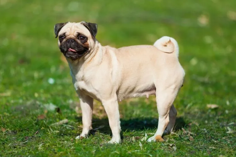 mops mops rasa psa