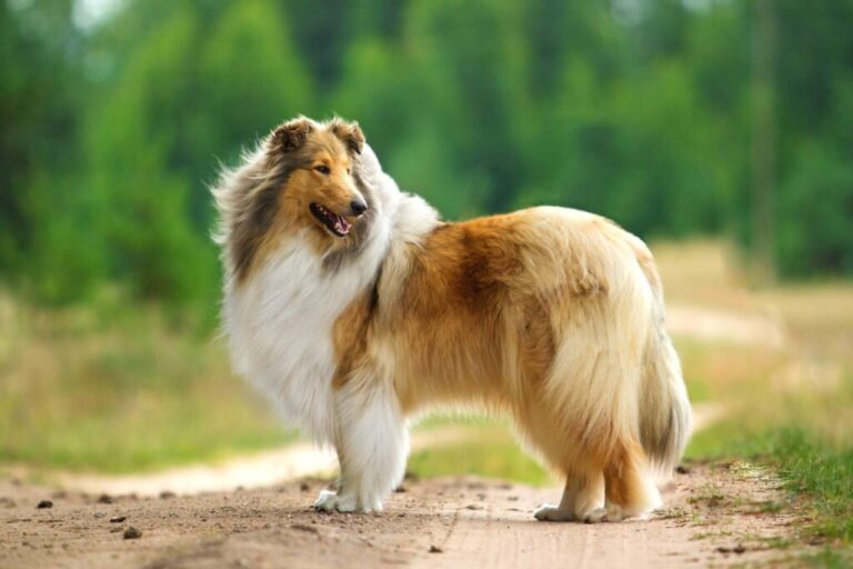 Rough collie