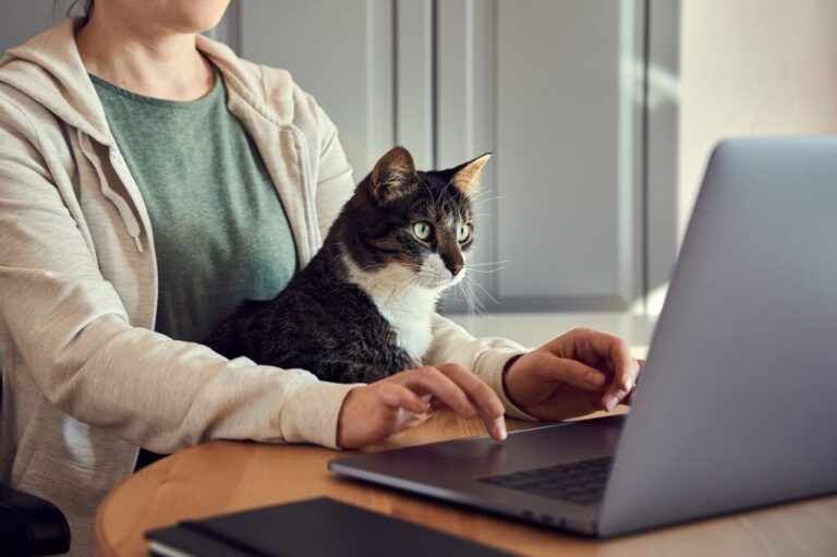 Kot przed komputerem