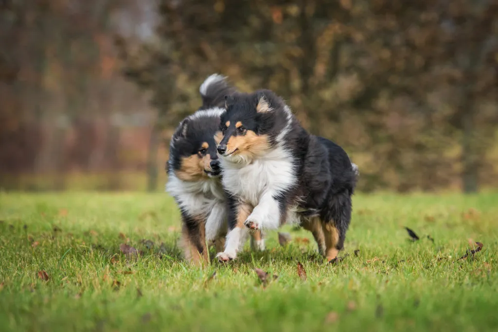 dwa młode owczarki szkockie collie dwa młode owczarki szkockie długowłose