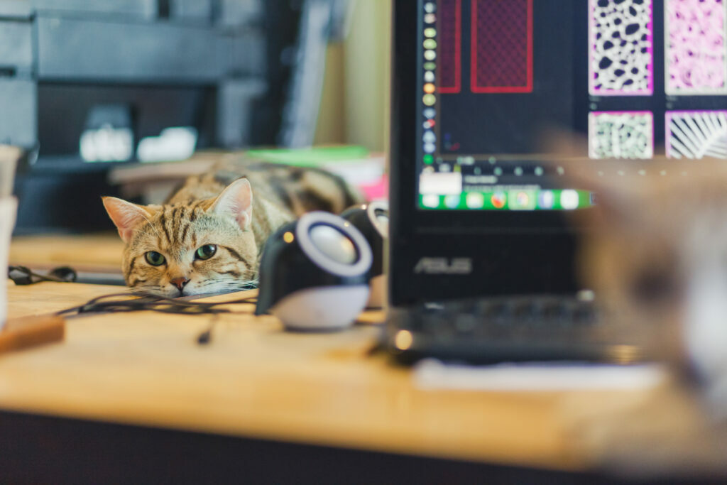 praca w domu z kotem kot na home-office