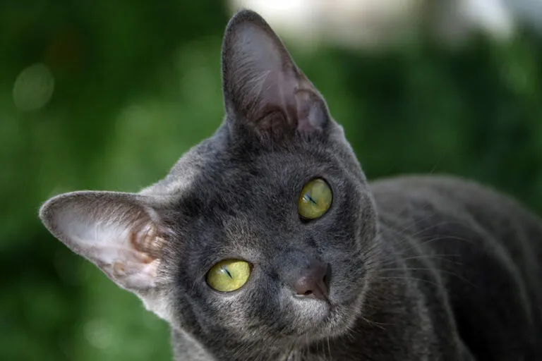 kot rasy korat portret kot korat portret