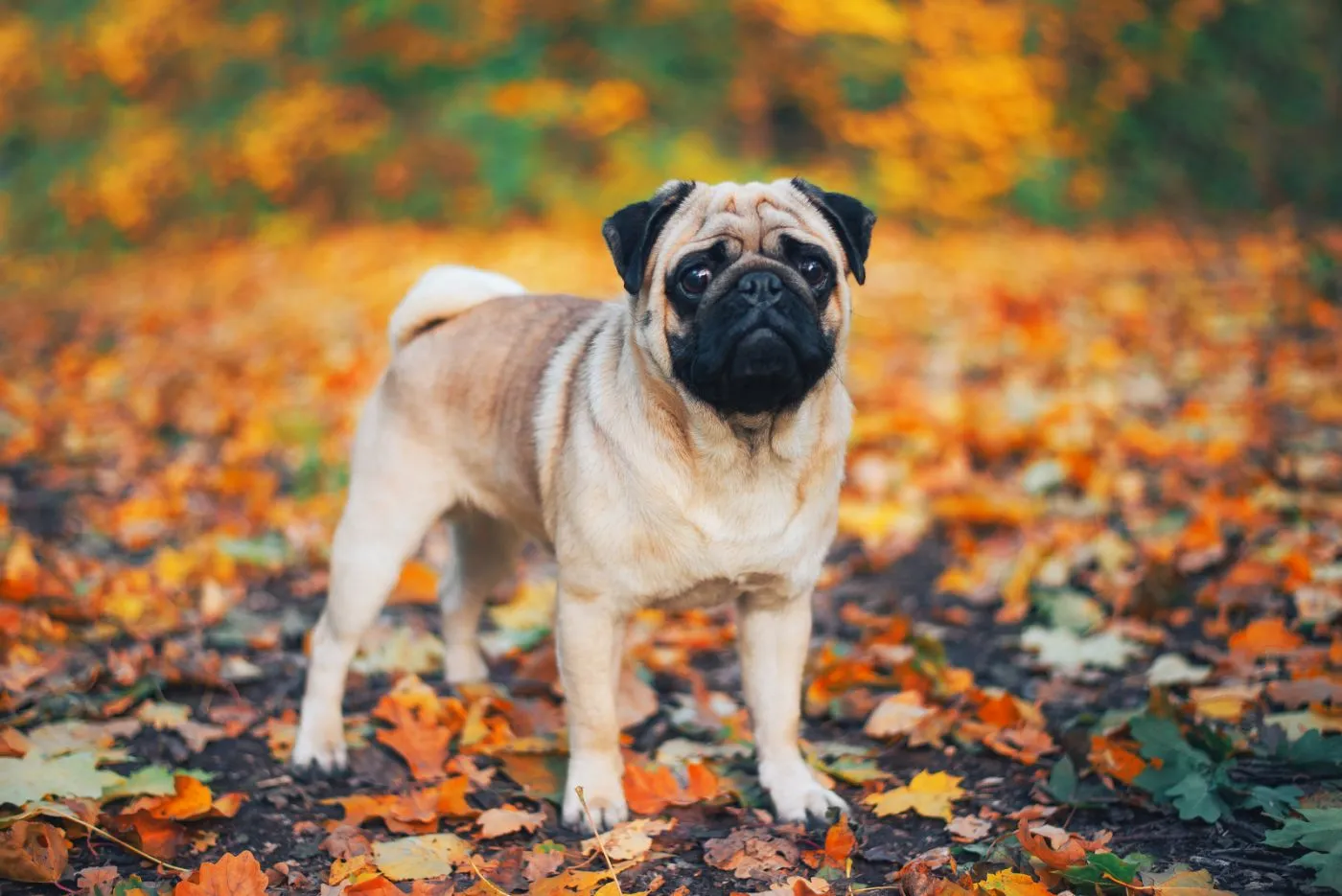 mops jesień mops na tle liści