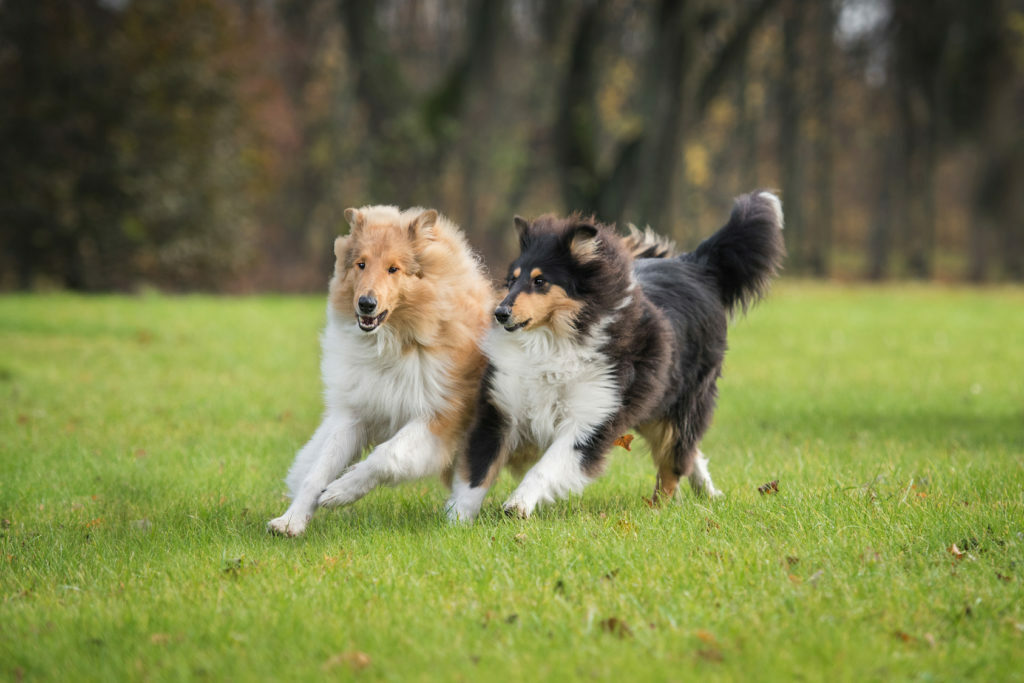 owczarki szkockie collie różne umaszczenia