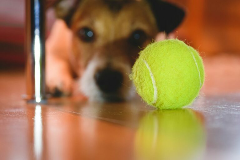 piłka tenisowa dla psa
