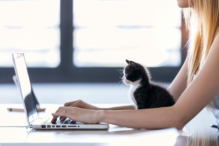 home-office z kotem praca z domu z kotem