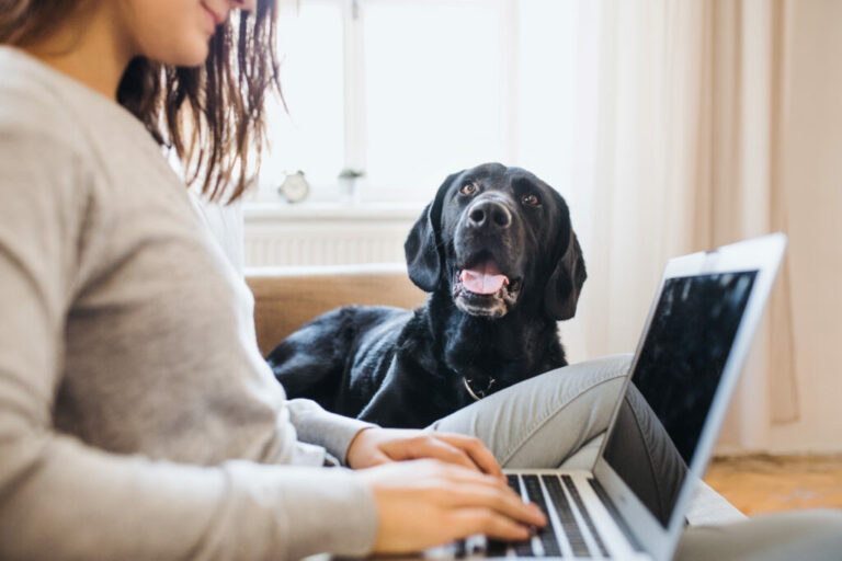 pies na home-office praca z domu z psem