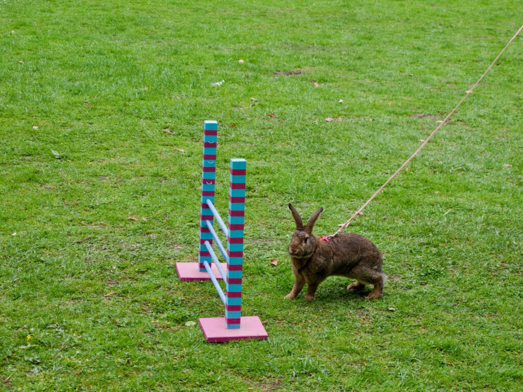 Hooping Rabbit Rabbit hopping — sport dla królika | przeczytaj w Magazynie zooplus