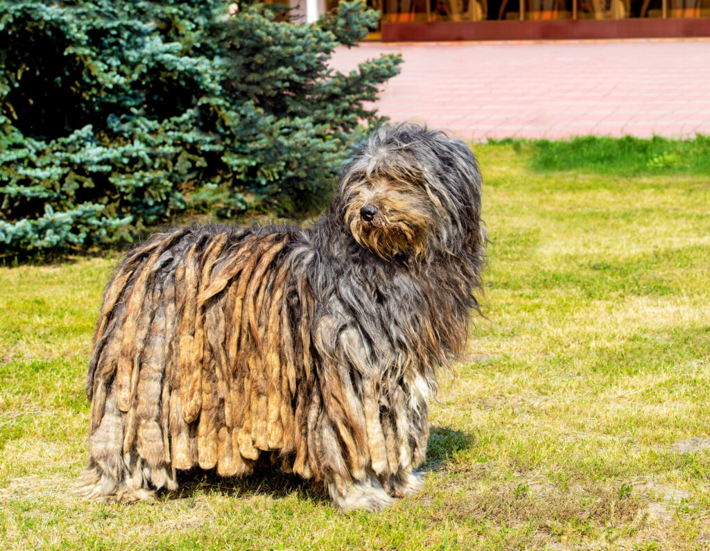 pies Bergamasco Cane da pastore bergamasco
