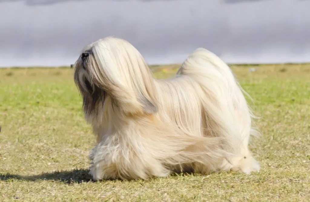 Biały lhasa apso Lhasa apso na spacerze