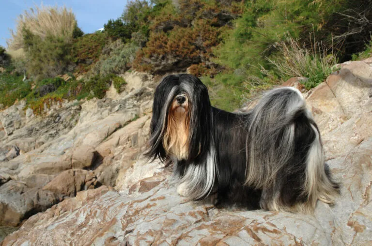Pies rasy lhasa apso lhasa apso