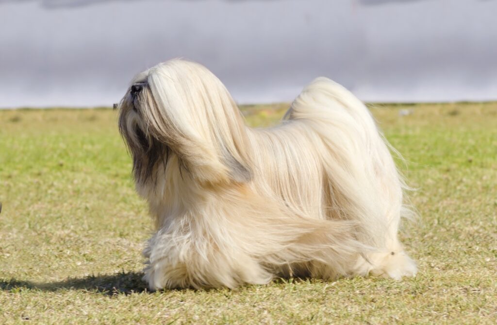lhasa apso biały lhasa apso biała szata