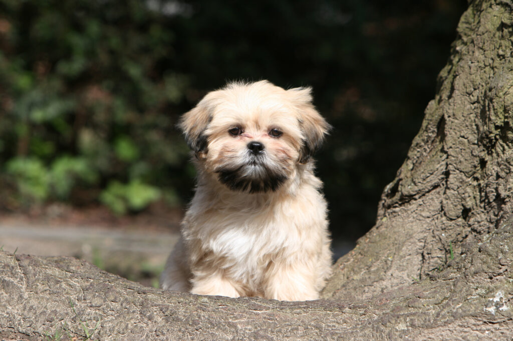 lhasa apso szczenię szczeniak rasy lhasa apso