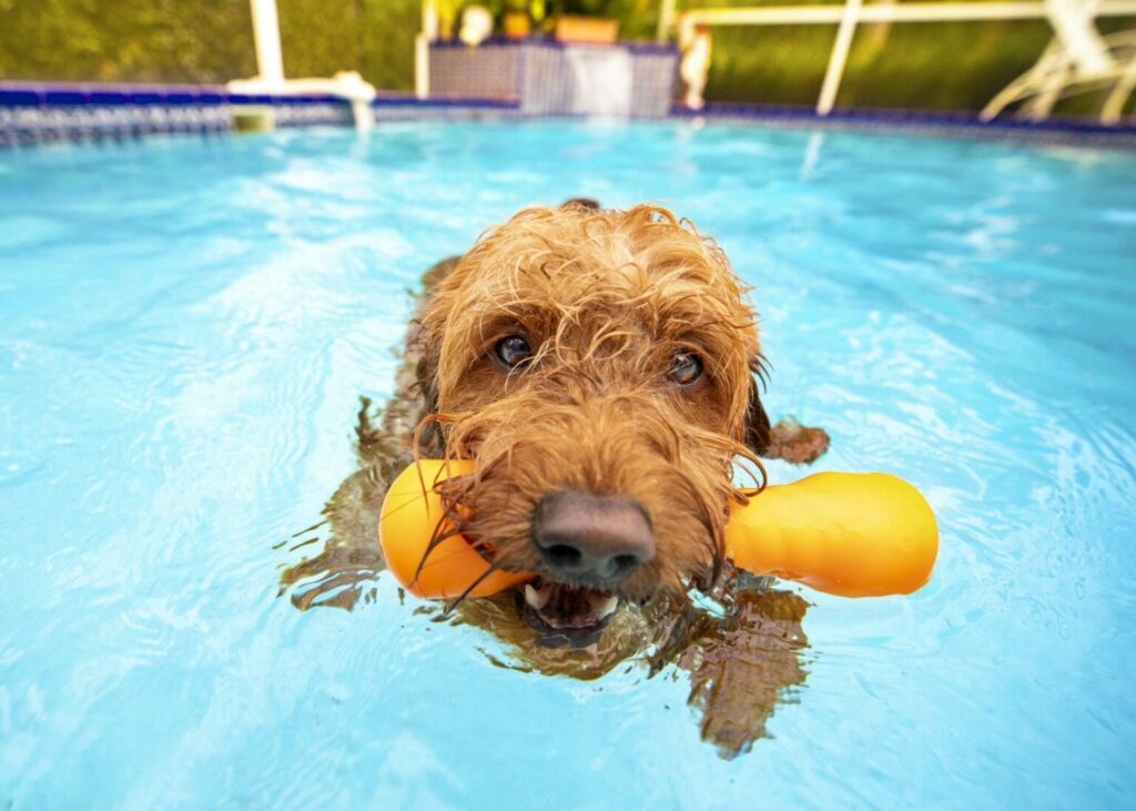 basen dla psa