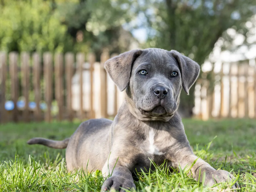 Niebieski cane corso