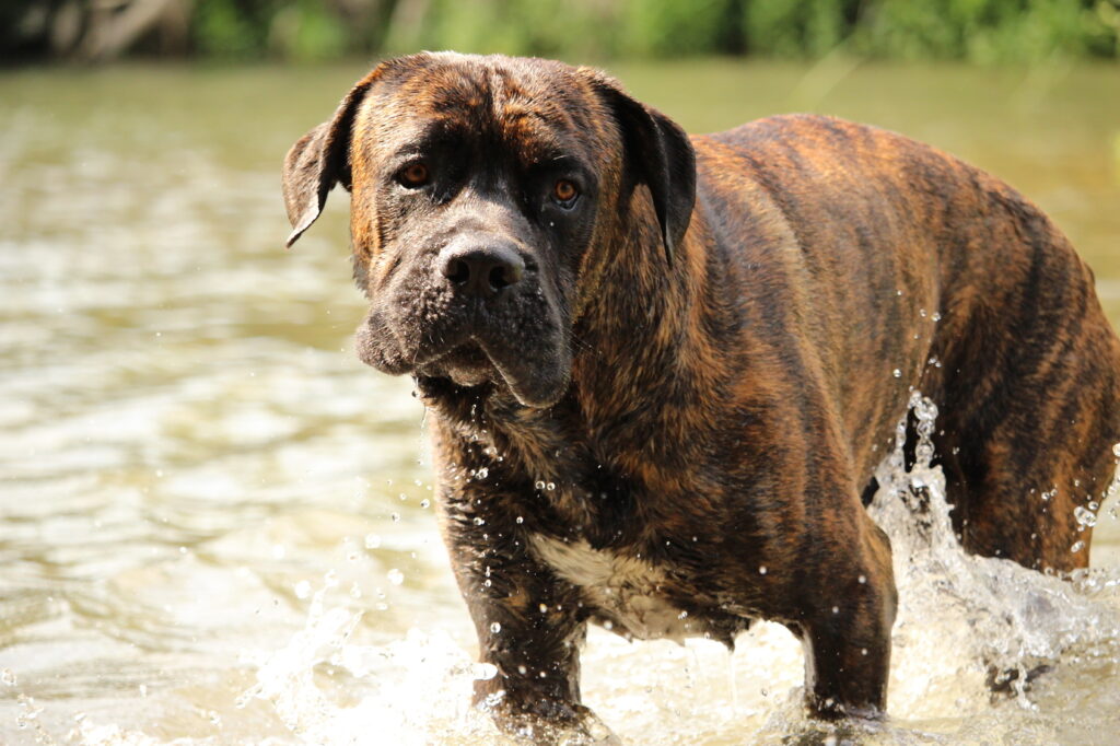 cane corso italiano w wodzie cane corso italiano w wodzie