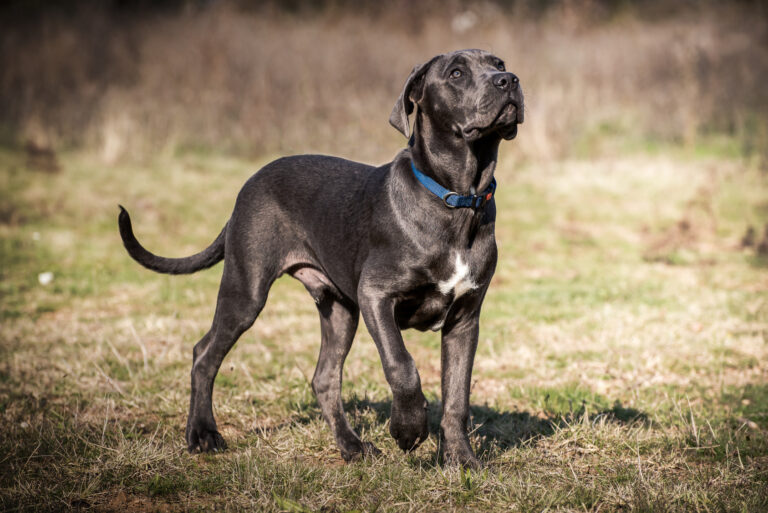 pies rasy cane corso