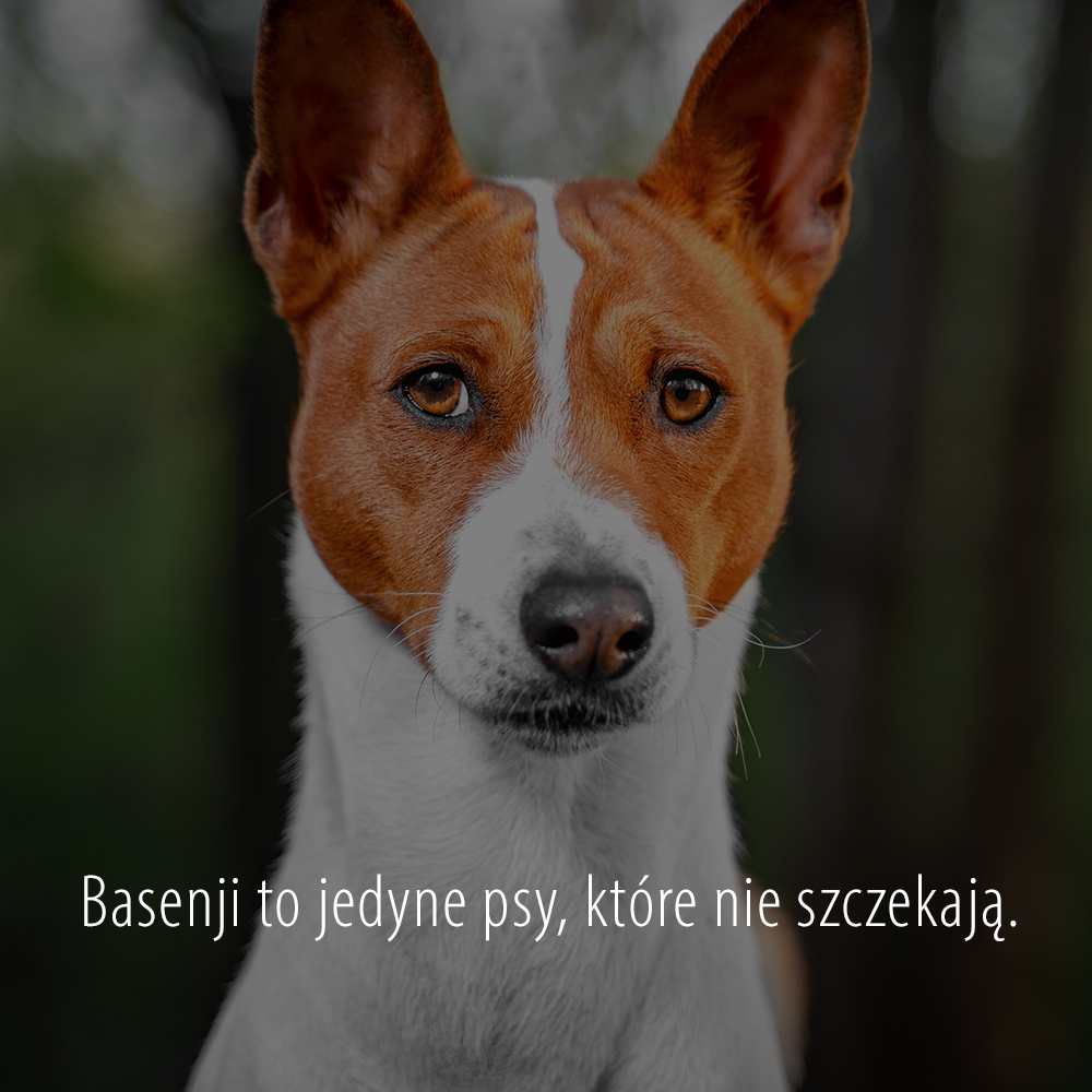 Basenji to jedyne psy, które nie szczekają