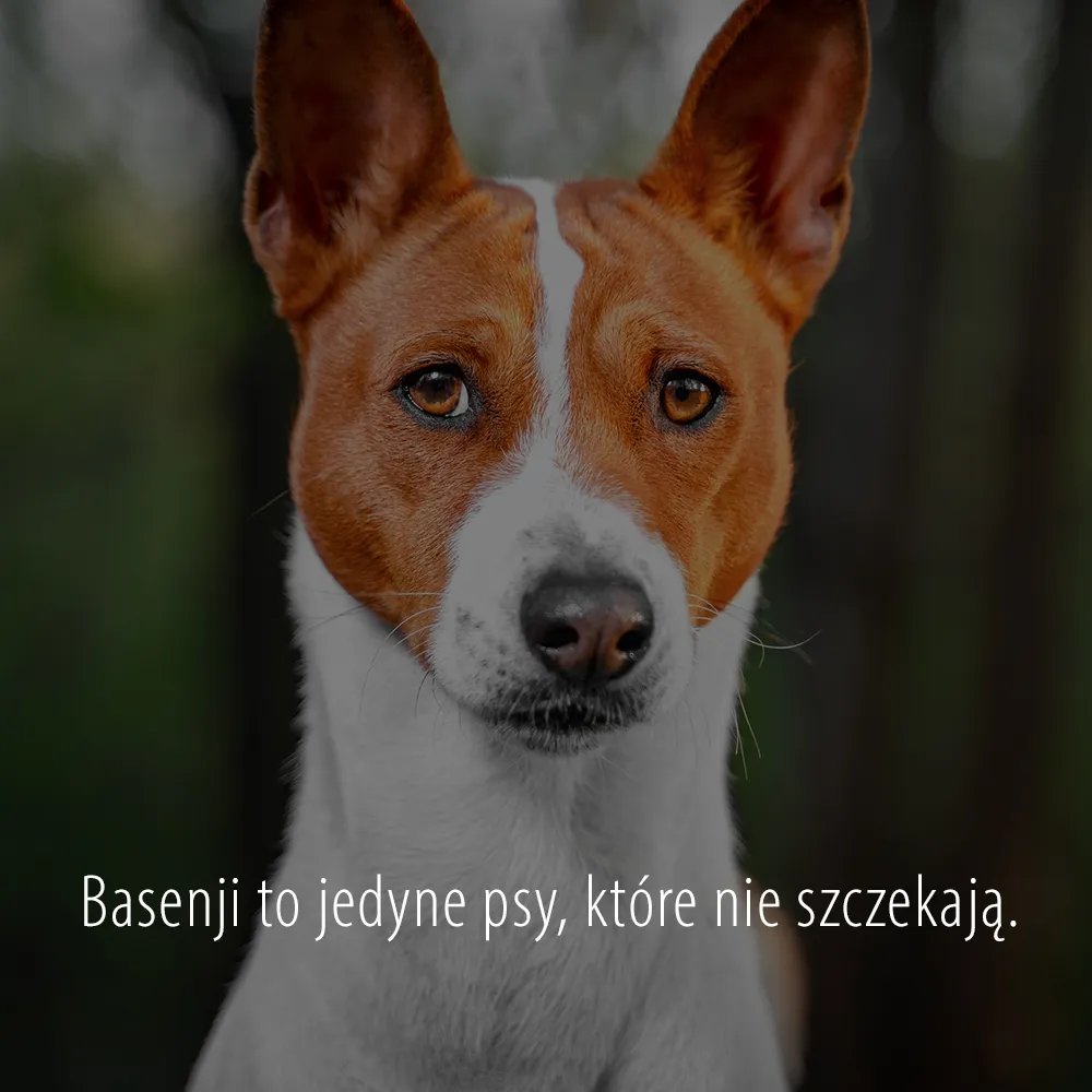 Basenji to jedyne psy, które nie szczekają Basenji to jedyne psy, które nie szczekają