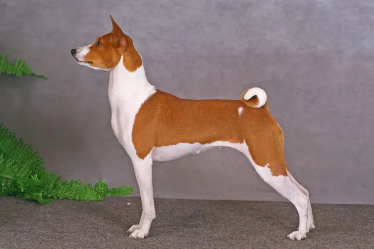 Biało-czerwony basenji Basenji na szarym tle