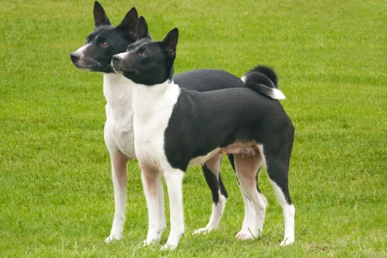 Dwa czarno-białe basenji Czarno-białe basenji na trawie