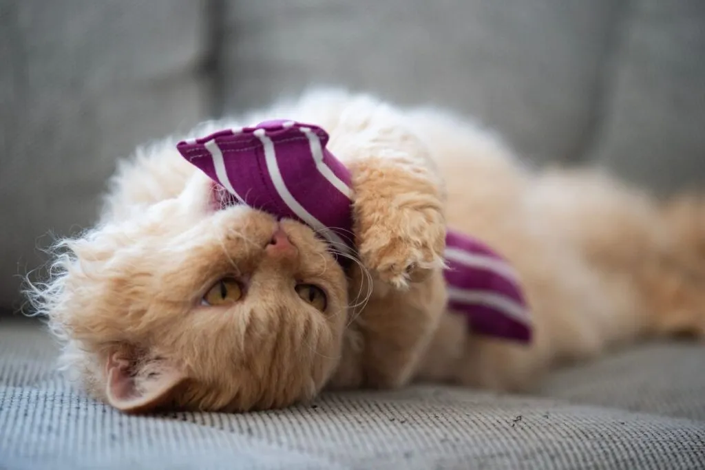 Mały selkirk rex podczas zabawy