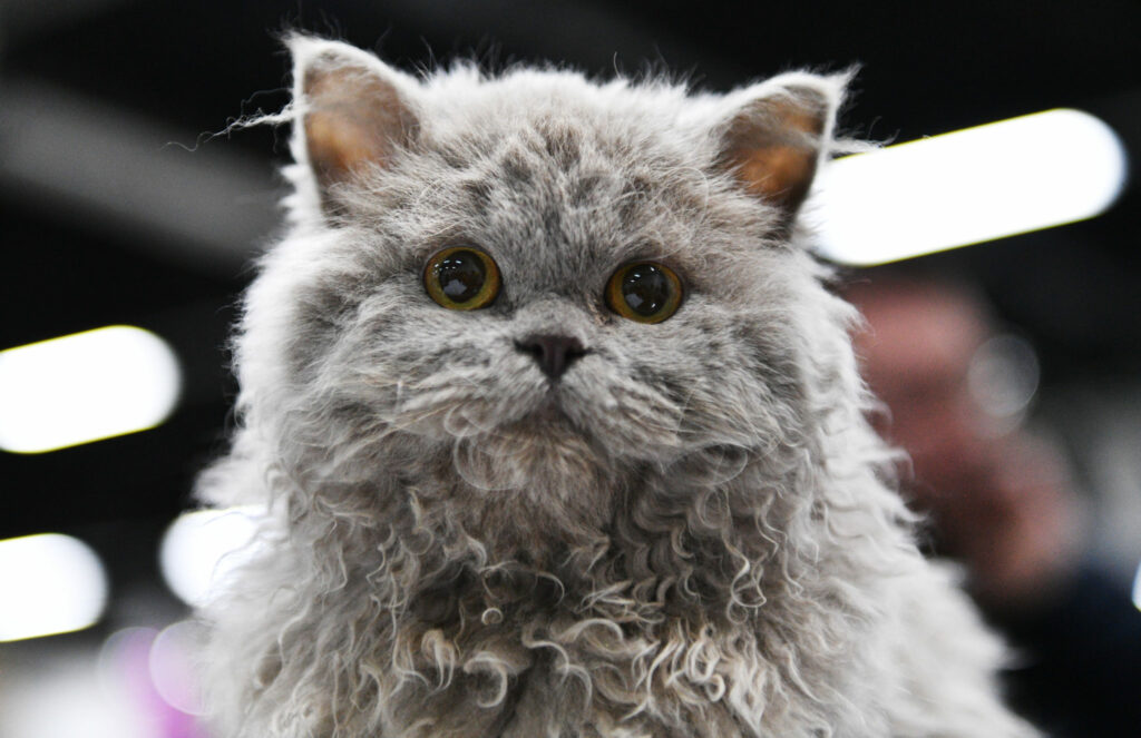 kocię rasy selkirk rex kocię rasy selkirk rex