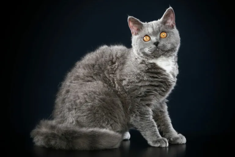Selkirk Rex rasa kota Selkirk Rex kot