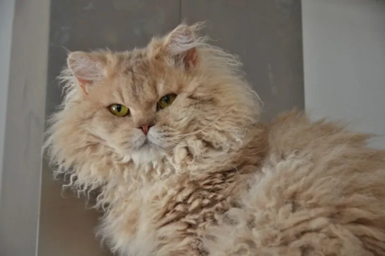 Selkirk rex Selkirk rex patrzy a kamerę
