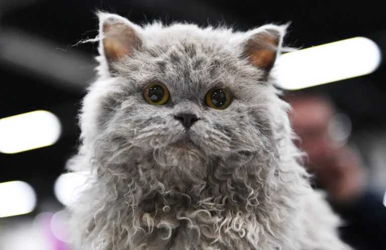 Selkirk rex patrzący w kamerę