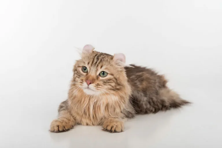 American Curl kot rasy American Curl
